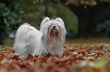 SHIH TZU 193